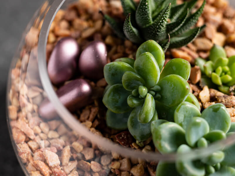 DIY succulent terrarium 